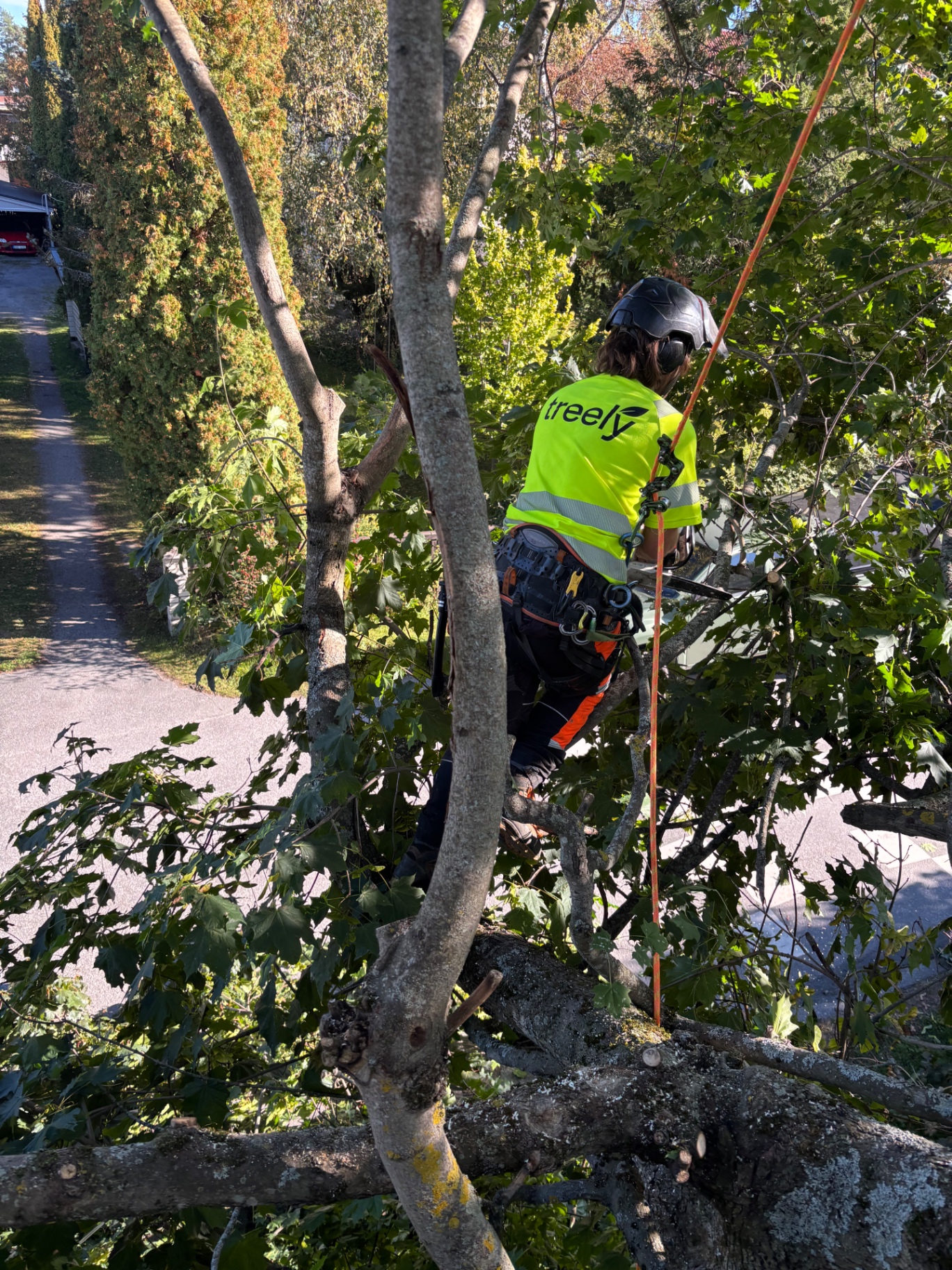 Arborist arbetar i träd nära bostadsgata i tätbebyggt område i Västerås